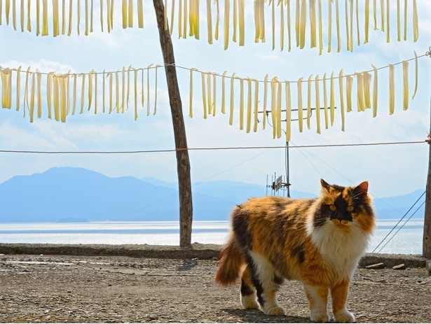 島の名物「湯島大根」の切干と三毛猫「ヤマアラシ」