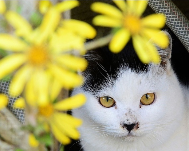 お花が良く似合う美人猫