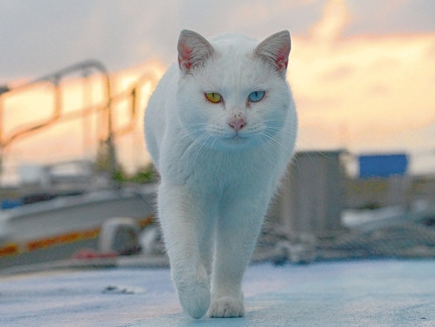 画像2 10 写真特集 インスタで話題 熊本 天草の 猫島 で 気ままに暮らすネコたち ウォーカープラス