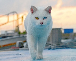 【写真特集】インスタで話題！熊本・天草の“猫島”で、気ままに暮らすネコたち