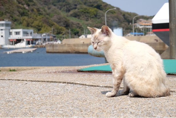 おとなしく人懐っこいネコちゃんが多い