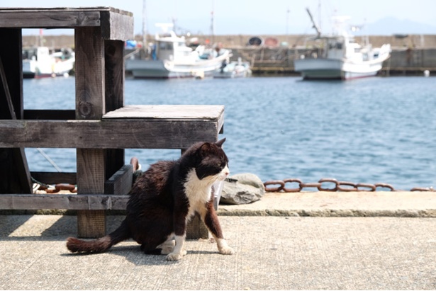 船旅のあとは、ネコ旅を楽しんで！