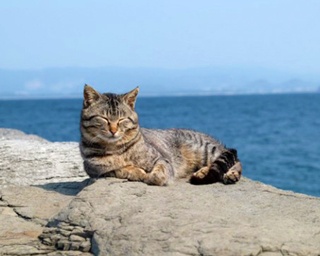まさにニャンコの聖地！福岡・相島からお届けする癒しの“島ネコ”ギャラリー