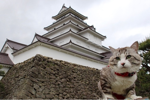 日本中を旅する鹿児島育ちの“旅猫 ニャン吉”