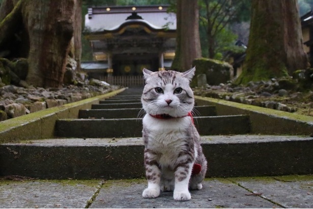 日本中を旅する鹿児島育ちの“旅猫 ニャン吉”
