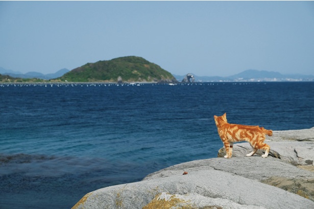 “猫島”からお届け！癒しの島ネコギャラリー