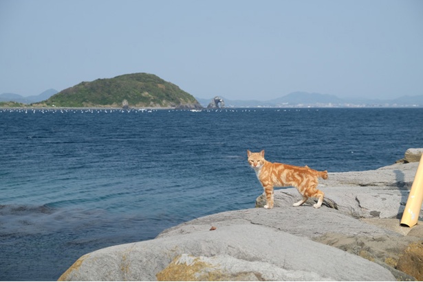 “猫島”からお届け！癒しの島ネコギャラリー