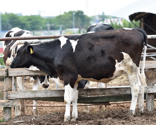 酪農用のウシが約160頭。牧場内の工場で殺菌された牛乳、あいぼくミルク(160円～)も大人気。搾ったままに近い状態の豊かな風味が楽しめる(愛知牧場)