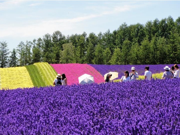 世界中から観光客がやってきて賑わうファーム富田のラベンダー畑