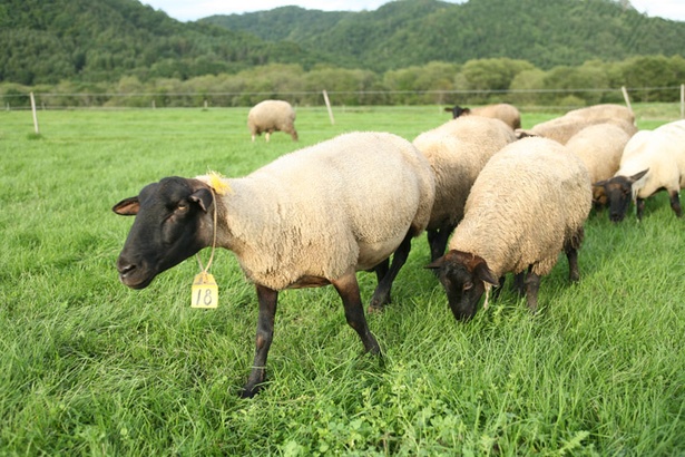 800頭以上がのびのびと過ごす「茶路めん羊牧場」