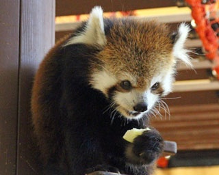 立ち上がって壁ドンも!?レッサーパンダの聖地・静岡市で新たな魅力を発見
