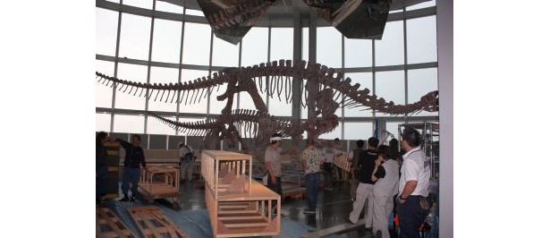 『地球最古の恐竜展』巨大な18m骨格標本がいよいよ設営開始！