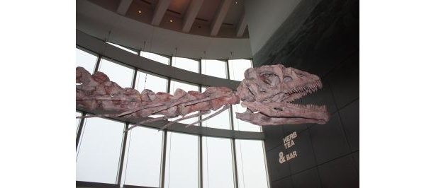 画像2 / 5＞『地球最古の恐竜展』巨大な18m骨格標本がいよいよ設営開始 
