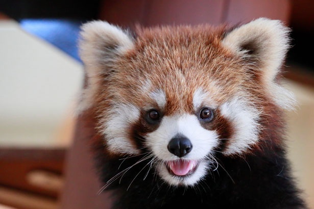 キュートな笑顔にメロメロ！日本平動物園では、現在7頭のレッサーパンダが暮らしている