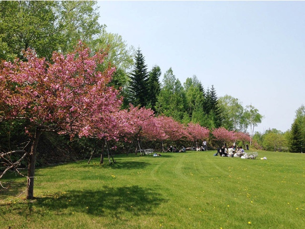 春には八重桜も咲く「森の炊事広場」