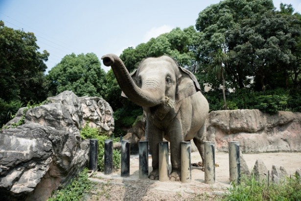 【写真を見る】動物を間近で感じることができる「到津の森公園」で、美しい動物園で生命のつながりを体感！
