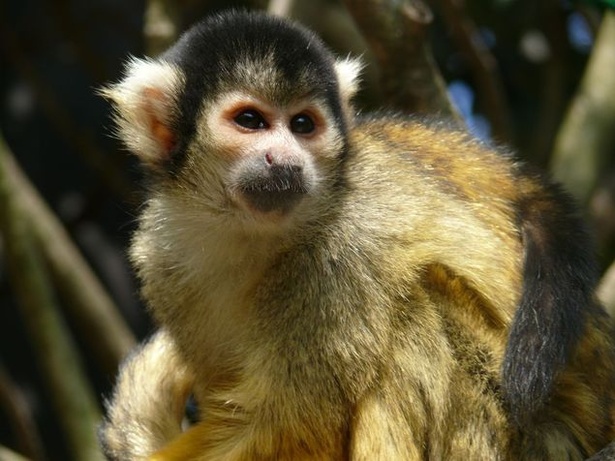 遊園地や展望台などもある「大牟田市動物園」。人気のリスザルも飼育している