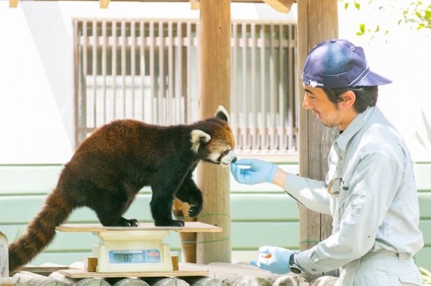 福岡市動物園のシセンレッサーパンダ