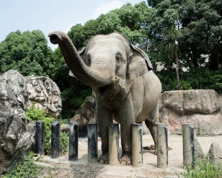 夏休みに行きたい！福岡の水族館＆動物園6選