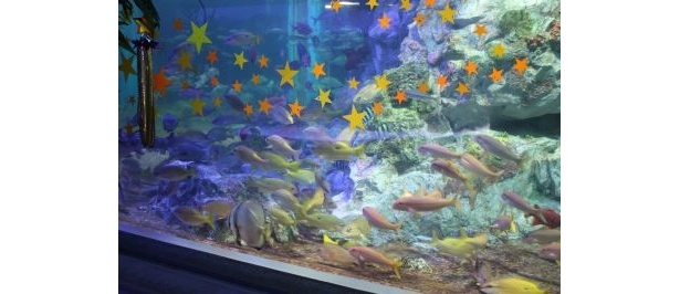 シャッターを閉めると水槽の片側に魚たちが密集！