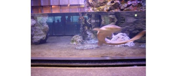 すばしっこいイヌザメが逃亡！