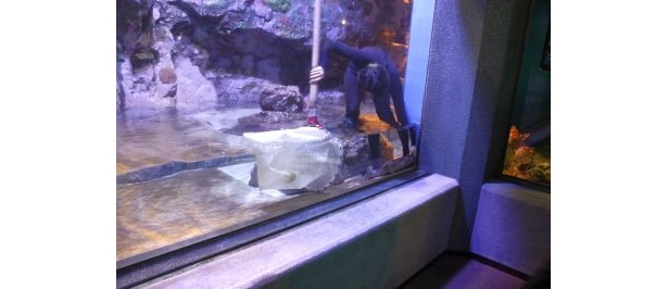 イヌザメを捕獲する作業員