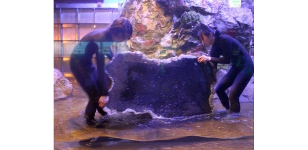 擬岩を動かす重労働も
