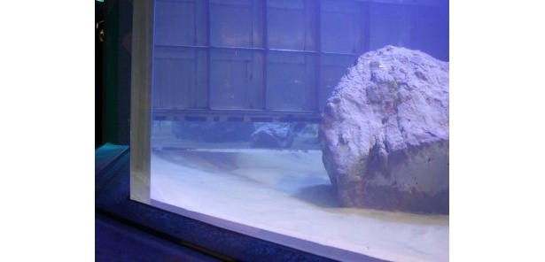 徐々にシャッターが開くと…