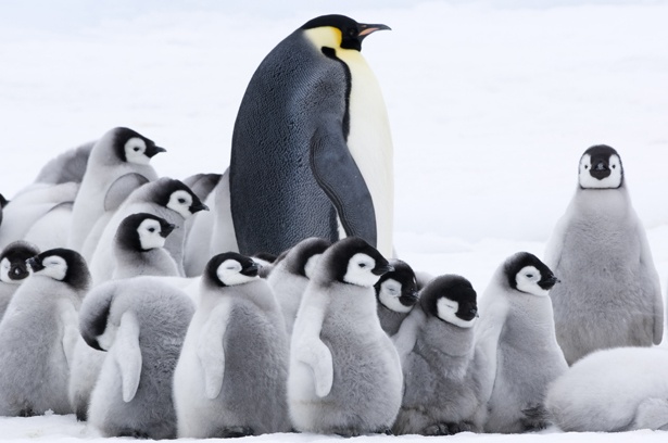 モフモフのヒナたちも身を寄せ合って暖をとる(『皇帝ペンギン ただいま』)