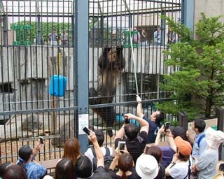 旭山動物園にいるエゾヒグマのとんこ、想像以上に登ります