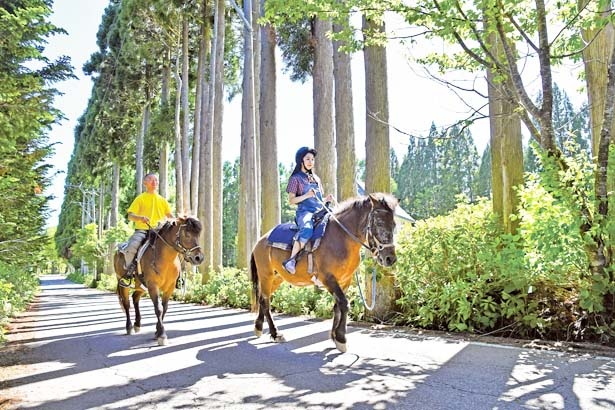 優雅な乗馬体験はいかが 岐阜 長野の高原で楽しむホーストレッキング ウォーカープラス