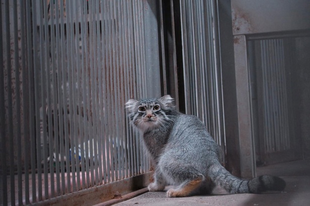 旭山動物園/2018年7月に来園したマヌルネコの「グルーシャ」も見られるかも？