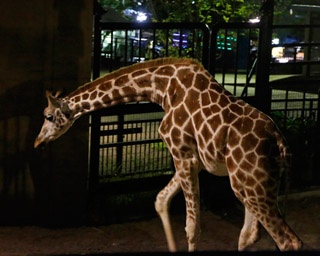 マニアックな動物トークも聞ける！ 特別な「夜」の旭山動物園