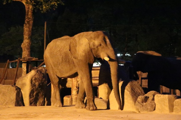 探検気分で夜の動物公園を散策 広島県 安佐動物公園 納涼ナイト サファリ ウォーカープラス