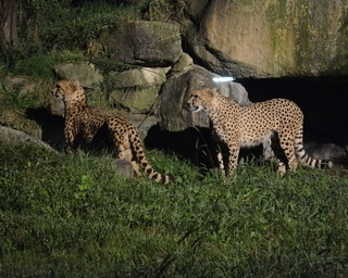 探検気分で夜の動物公園を散策！広島県・安佐動物公園「納涼ナイト☆サファリ」