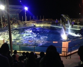 夏休みの期間限定で楽しめる福井県坂井市「夜の水族館」
