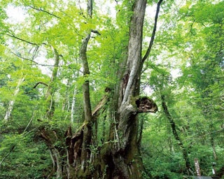 樹齢1000年以上の巨木が神秘的！名水が流れる自然植物園「たじま高原植物園」