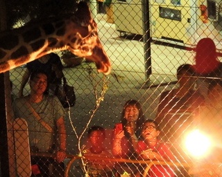 岡山県の池田動物園で毎年恒例「ナイト・ズー2018」開催