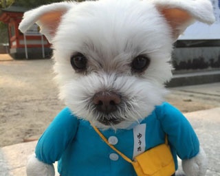 まるでぬいぐるみ!?キュートで笑える、話題のコスプレ犬“ゆう太”に注目！
