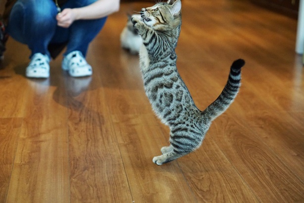 画像6 19 日本初 短足ネコ専門の猫カフェで希少種のジェネッタが店頭デビュー ウォーカープラス