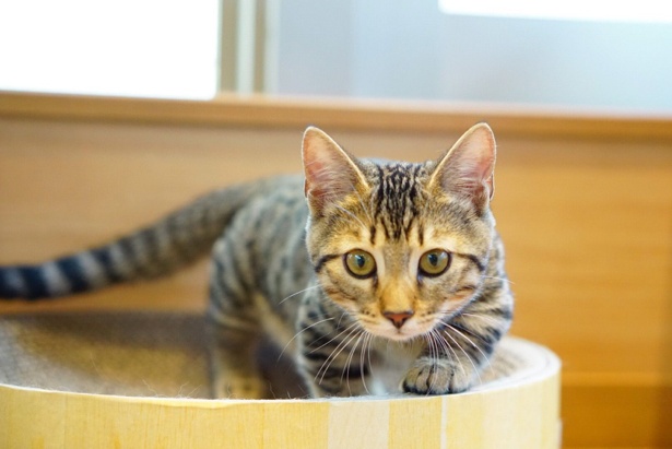 ジェネッタがいる猫カフェは日本初 / 猫カフェもふにゃん