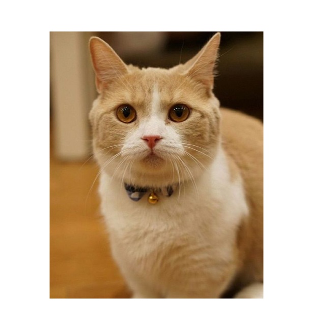 くう / 猫カフェもふにゃん