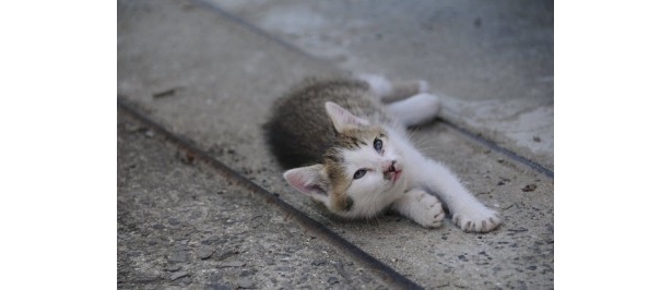 島には、愛嬌たっぷりのねこちゃんも