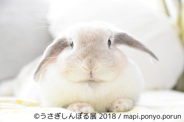 あなたの”うさぎしんぼる”はどれ？