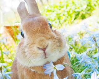 うさぎの写真展『うさぎしんぼる展』いよいよ9月開催！物販数は1000点超