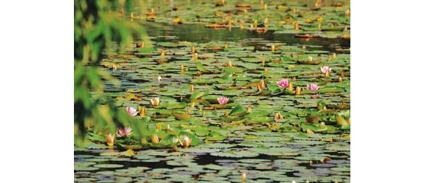 6月〜9月中旬にはピンクのスイレンが群生する龍安寺