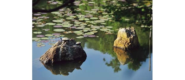 池の南側にある一対の石「水分石(みくまりいし)」