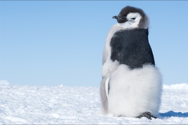 モフモフボディの赤ちゃんペンギンが悩殺級の可愛さ!