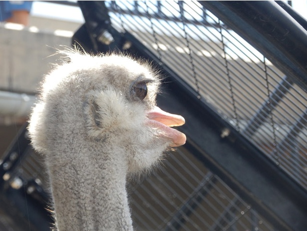 鳥の耳ってどこにある 旭山動物園のダチョウの耳を見てみたら ウォーカープラス