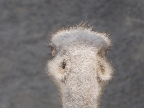 旭山動物園/ダチョウの耳(背後側から撮影)